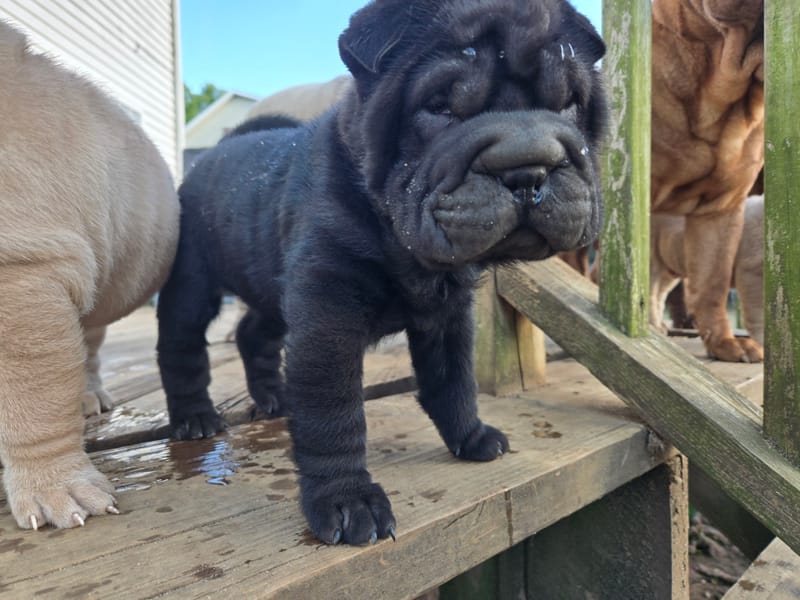 Black brush coat female