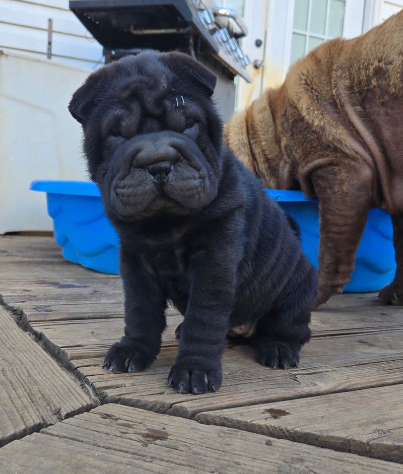 Black brush coat female