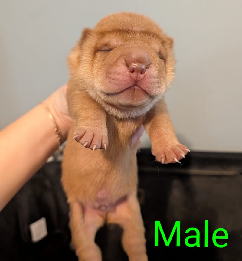 Ravens Puppies available