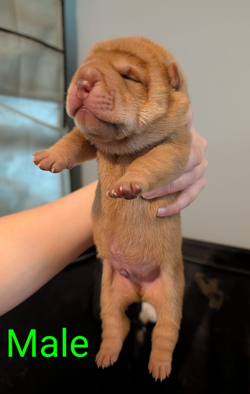 Ravens Puppies available