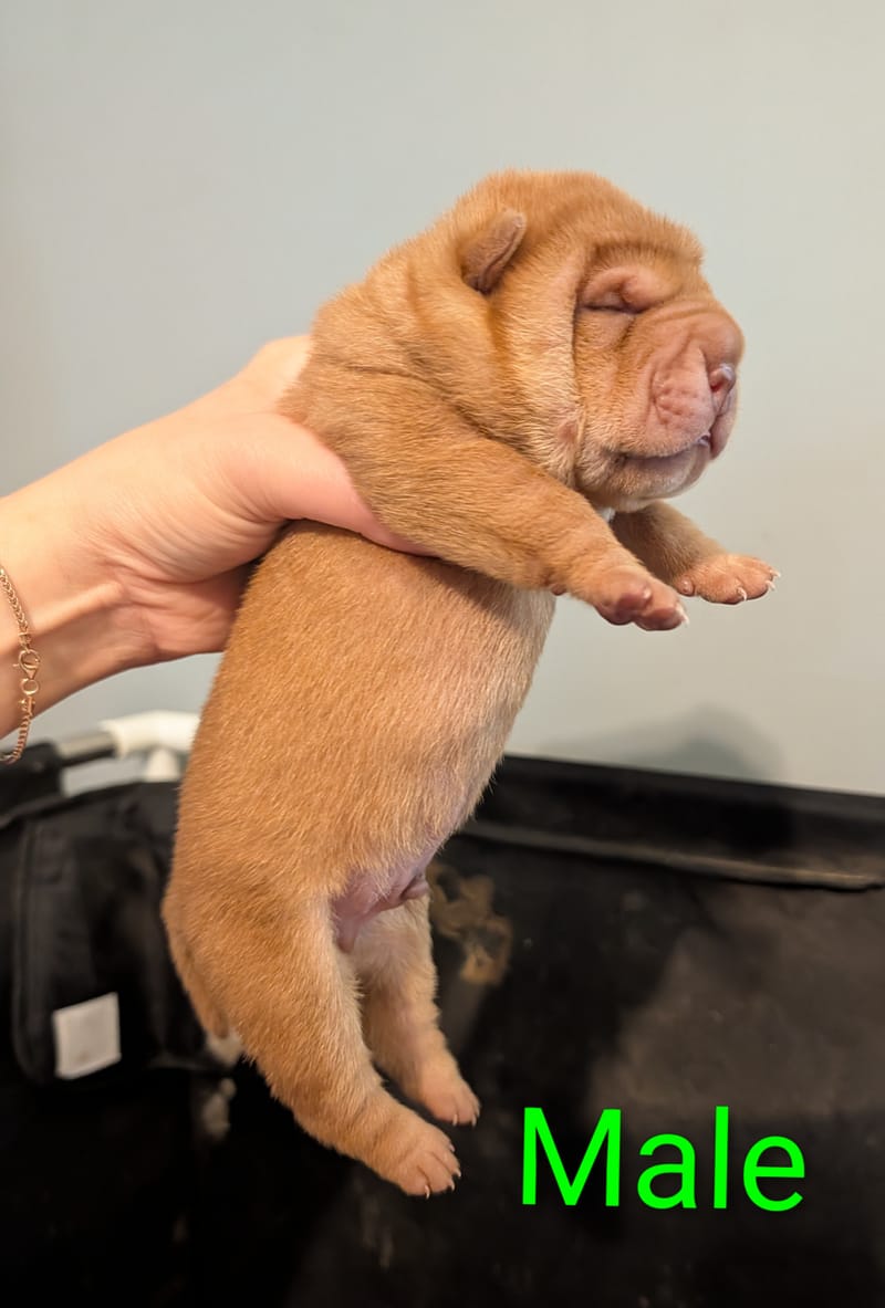 Ravens Puppies available