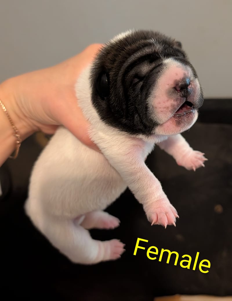 Ravens Puppies available