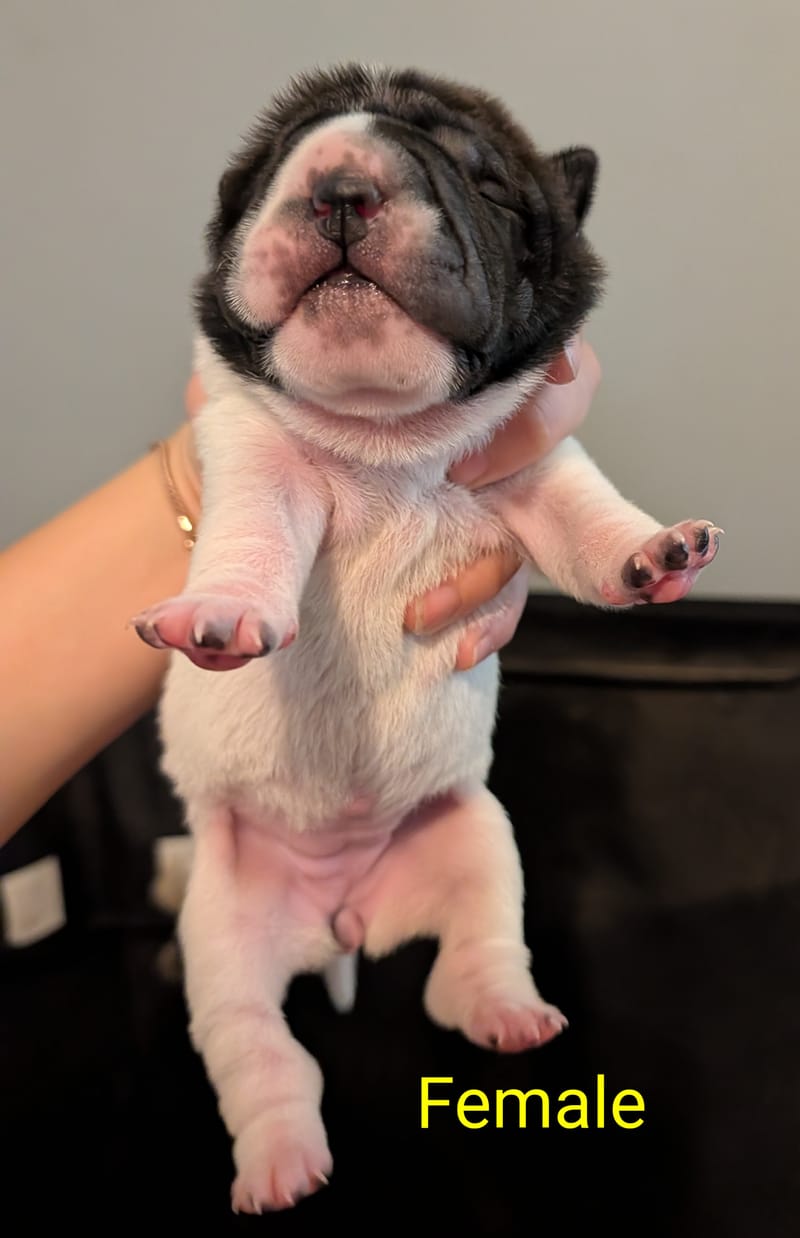Ravens Puppies available