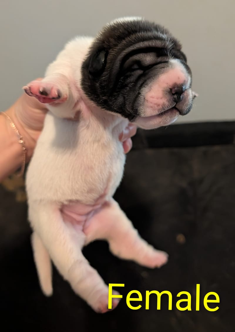 Ravens Puppies available