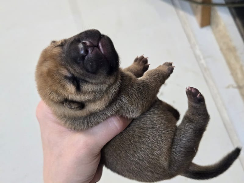 Cookie Dough puppies born -Price $1800