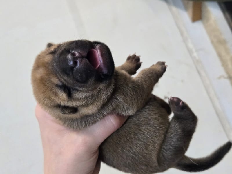 Cookie Dough puppies born -Price $1800