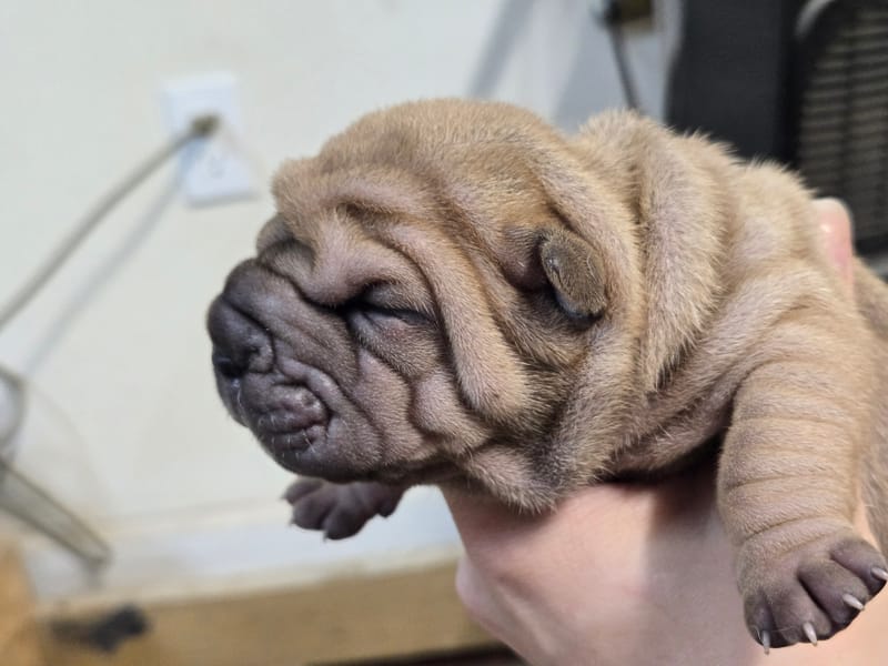 Cookie Dough puppies born -Price $1800