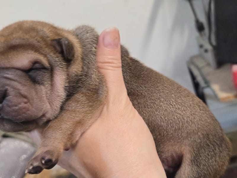 Cookie Dough puppies born -Price $1800