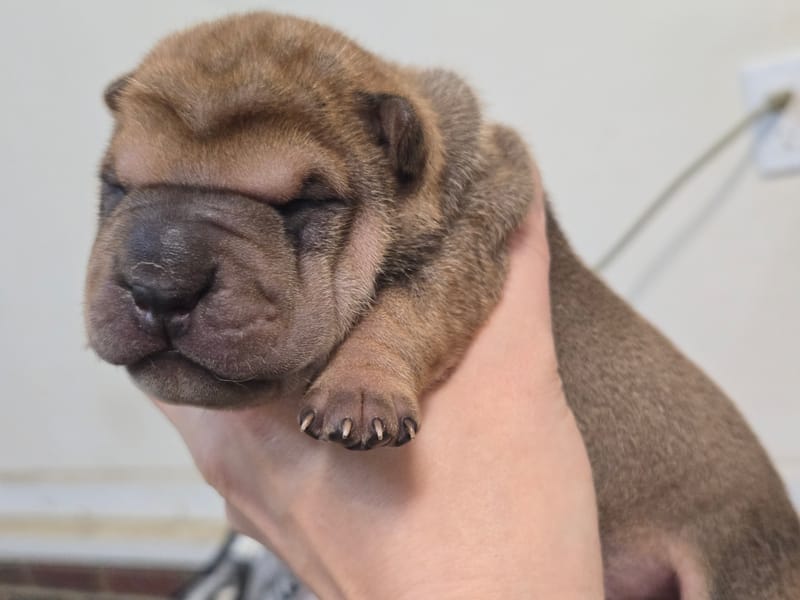 Cookie Dough puppies born -Price $1800