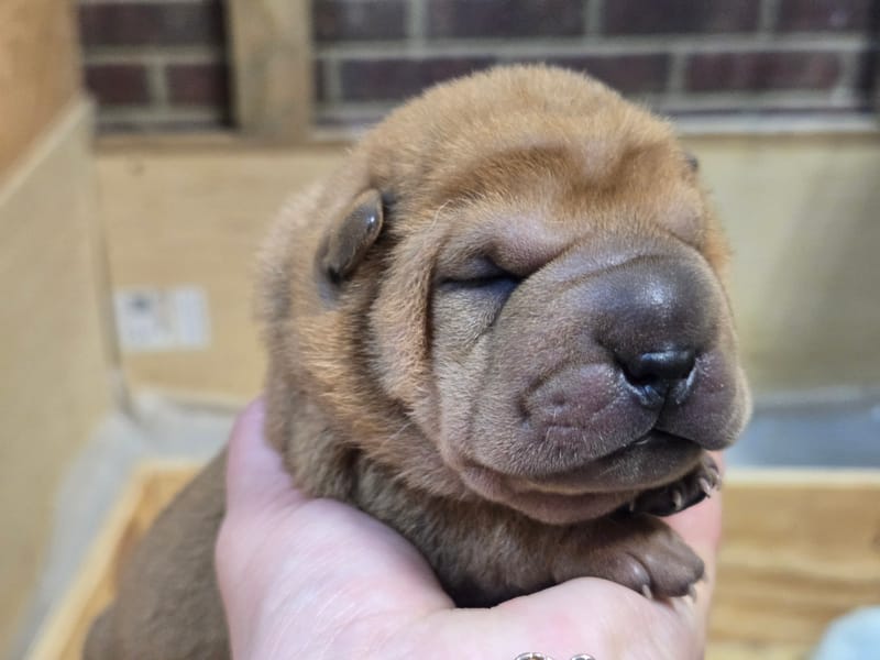 Cookie Dough puppies born -Price $1800