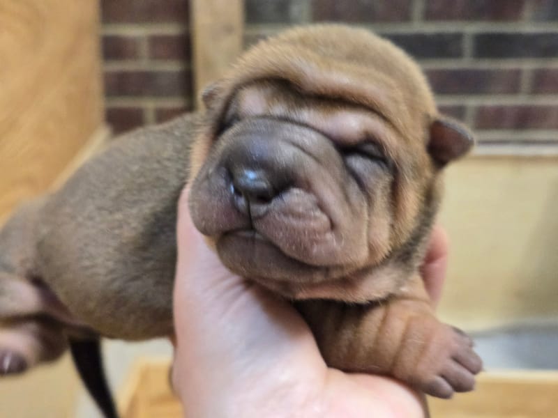 Cookie Dough puppies born -Price $1800