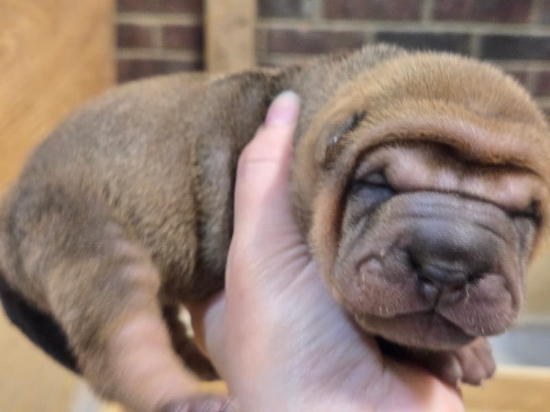 Cookie Dough puppies born -Price $1800