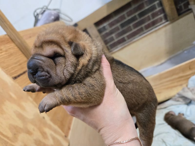 Cookie Dough puppies born -Price $1800