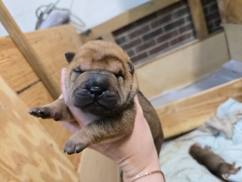 Cookie Dough puppies born -Price $1800