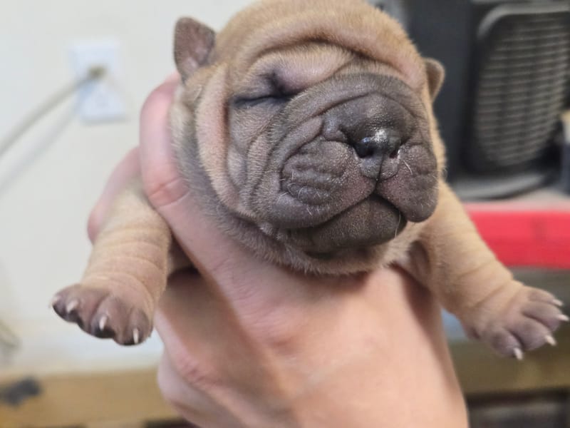Cookie Dough puppies born -Price $1800