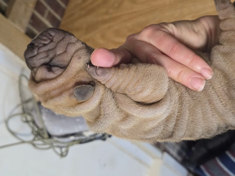 Cookie Dough puppies born -Price $1800