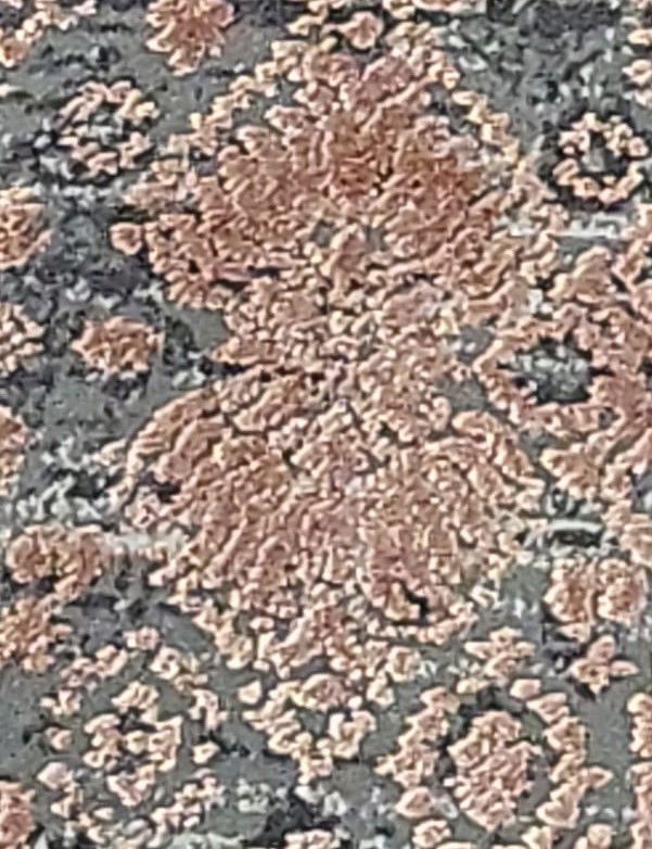 Code: 2347521  Size: 230 X 160 cm  Price Euro: 2875