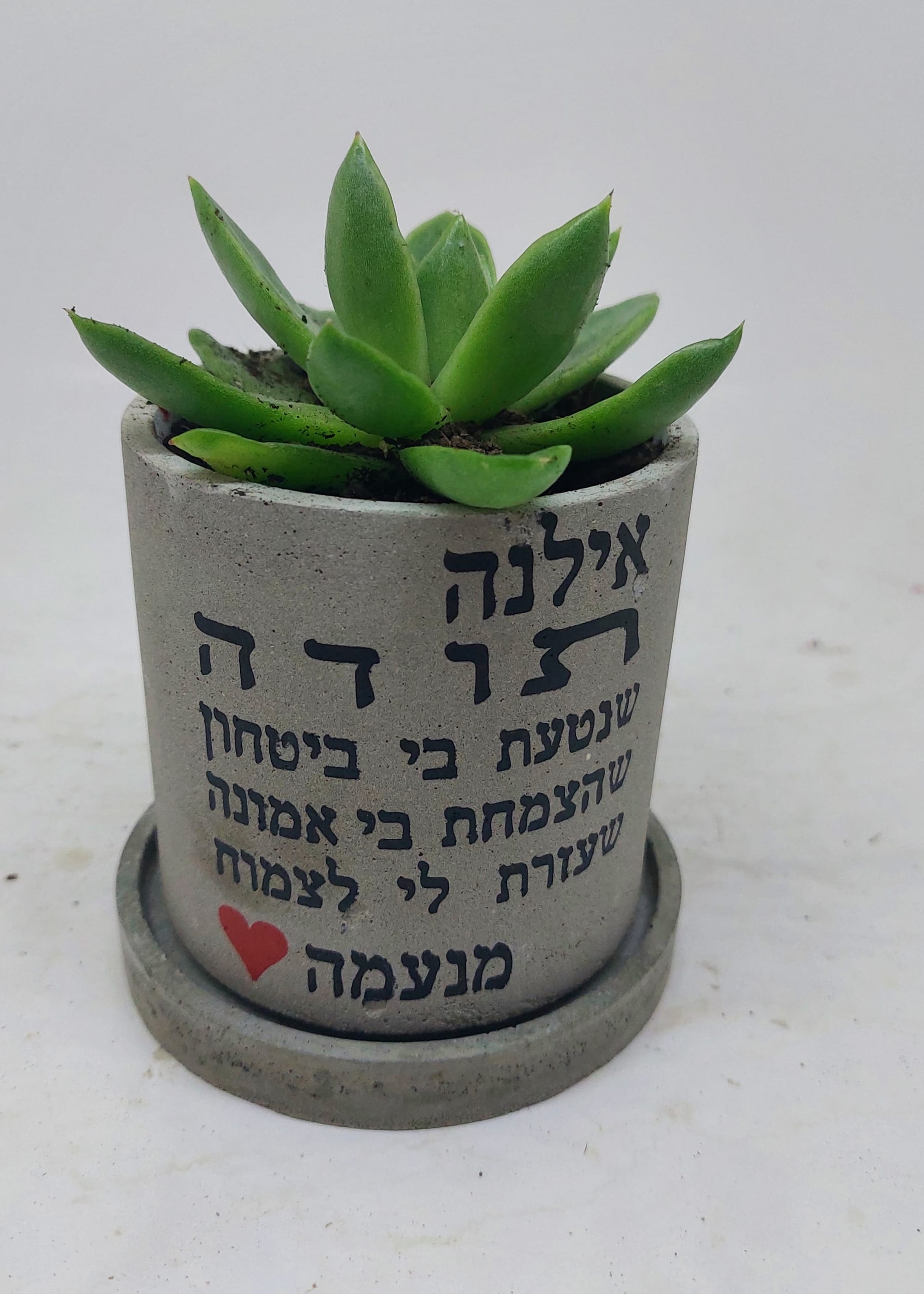 עציץ בקוטר 8.5
