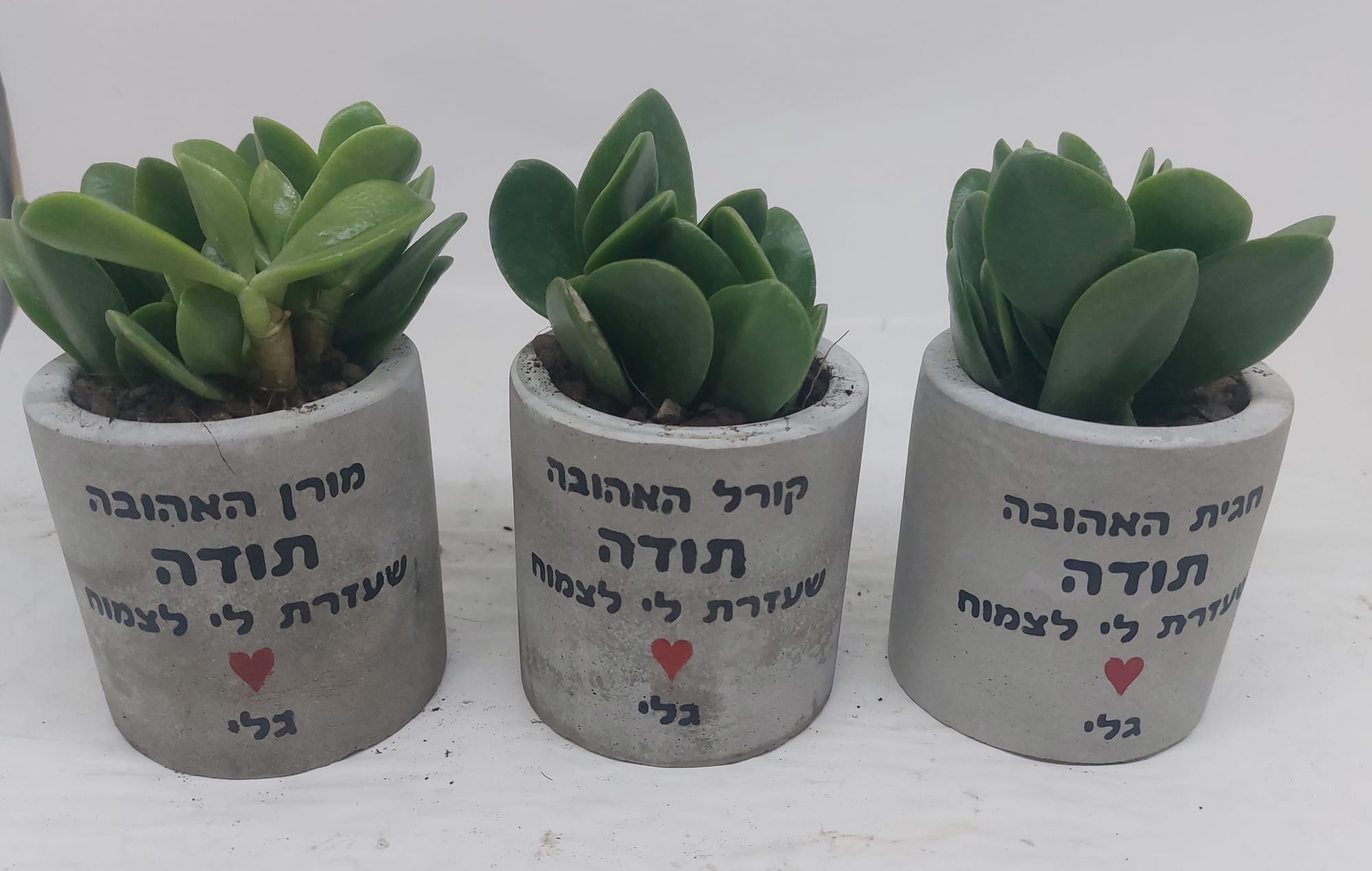 עציץ בקוטר 8 ס"מ
