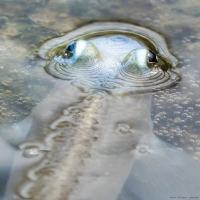 Eervolle vermelding Wikipedia!