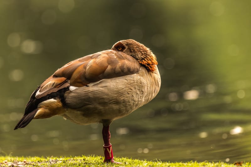 Vogels