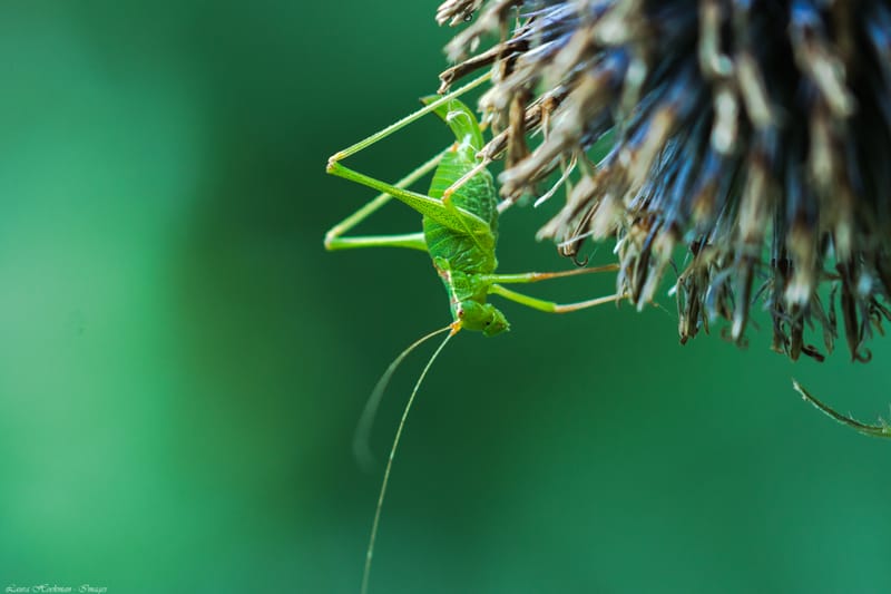 Insecten