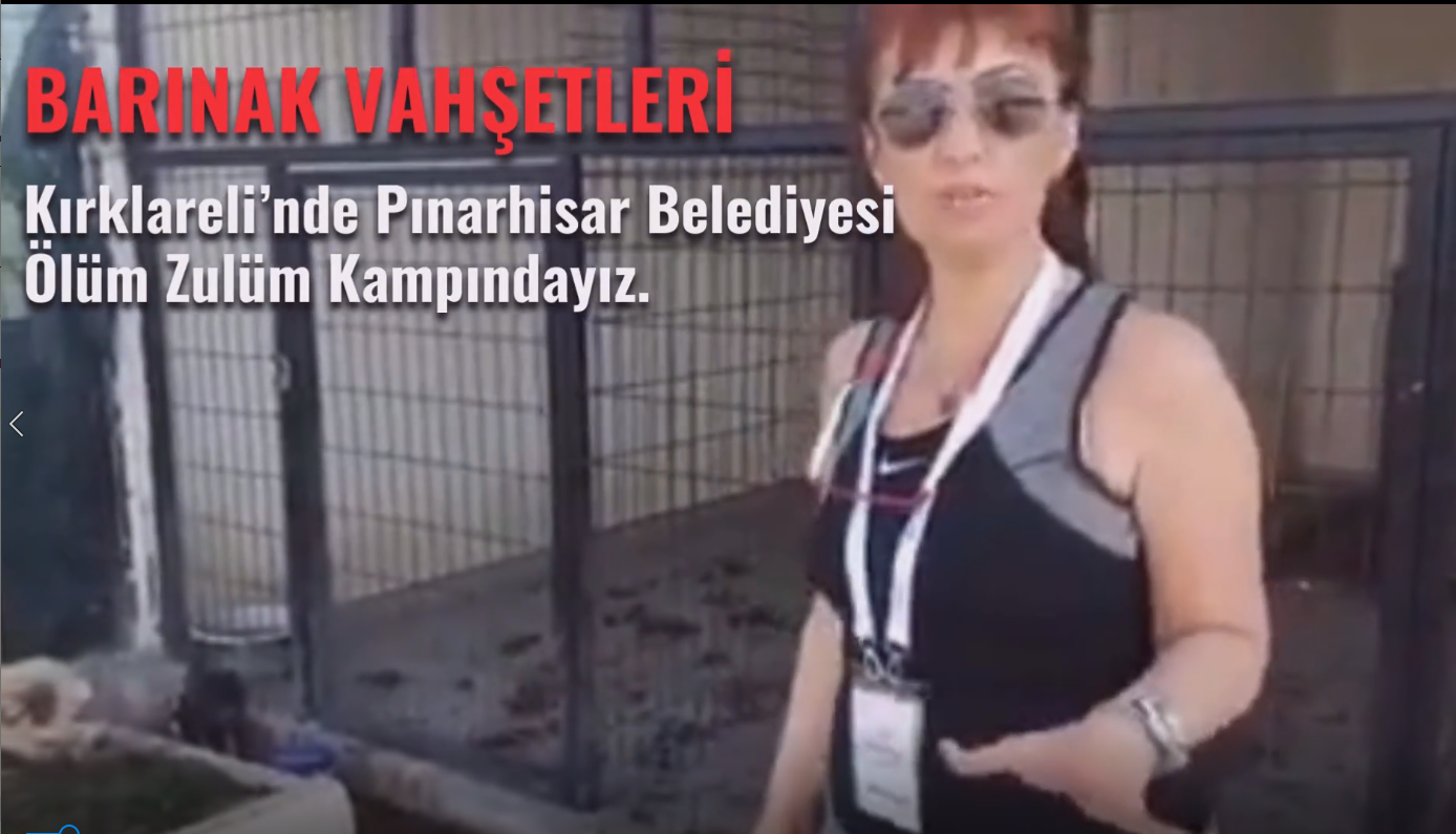 PINARHİSAR BELEDİYESİNİN ÖLÜM ZULÜM MERKEZİNE GELDİK. HAYVANLAR YOK!..Sn. Kırklareli Valisi talimatı ile bu ölüm kampı KAPATILDI.