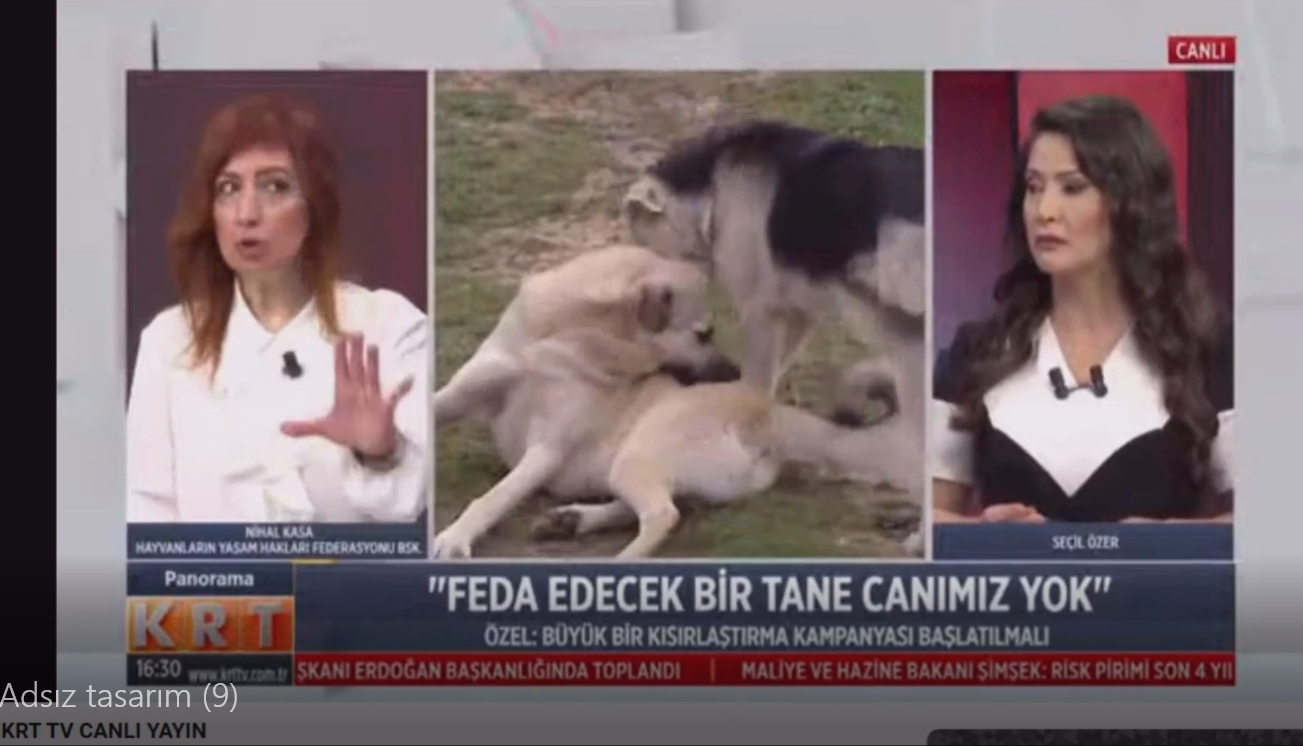 HayFed Başkanı Nihal Kasa KRT TV ye anlatıyor.
Belediyelere bakımevi kurdurup, kısırlaştırma yaptırmayı başaramadılar.. Saldırgan, kuduz gibi algılar yaratıp hayvanların öldürülmesine ortam hazırlamaya çalışıyorlar.