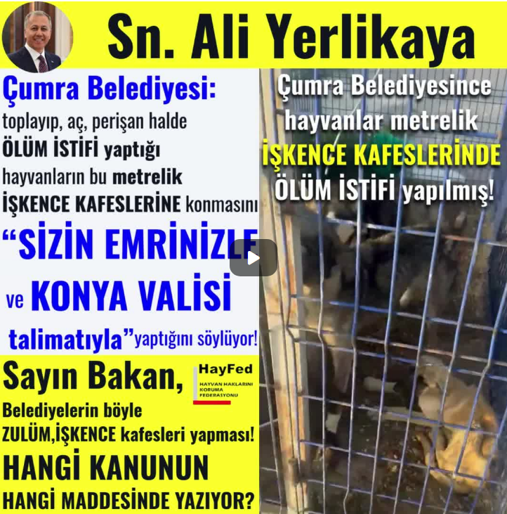 Sayın Ali Yerlikaya Çumra Belediyesi: toplayıp, aç, perişan halde ÖLÜM İSTİFİ yaptığı hayvanların bu metrelik İŞKENCE KAFESLERİNE konmasını “SİZİN EMRİNİZLE ve KONYA VALİSİ talimatıyla” yaptığını söylüyor!..