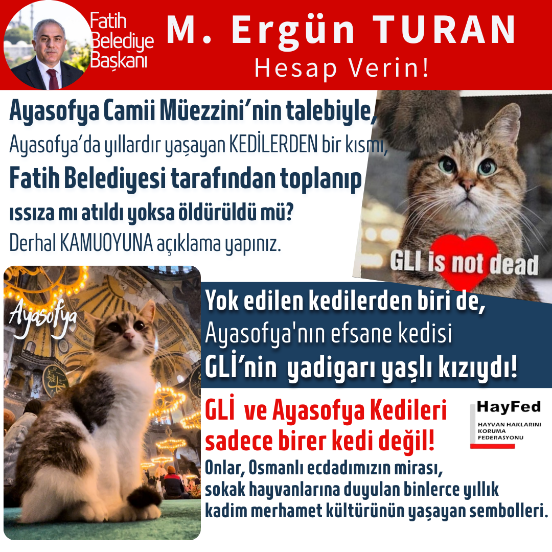 Fatih Belediye Başkanı Ergun Turan, Ayasofya Camii Müezzini’nin talebiyle Ayasofya’da yıllardır yaşayan KEDİLERDEN bir kısmı Fatih Belediyesi tarafından toplanıp ıssıza mı atıldı yoksa öldürüldü mü?