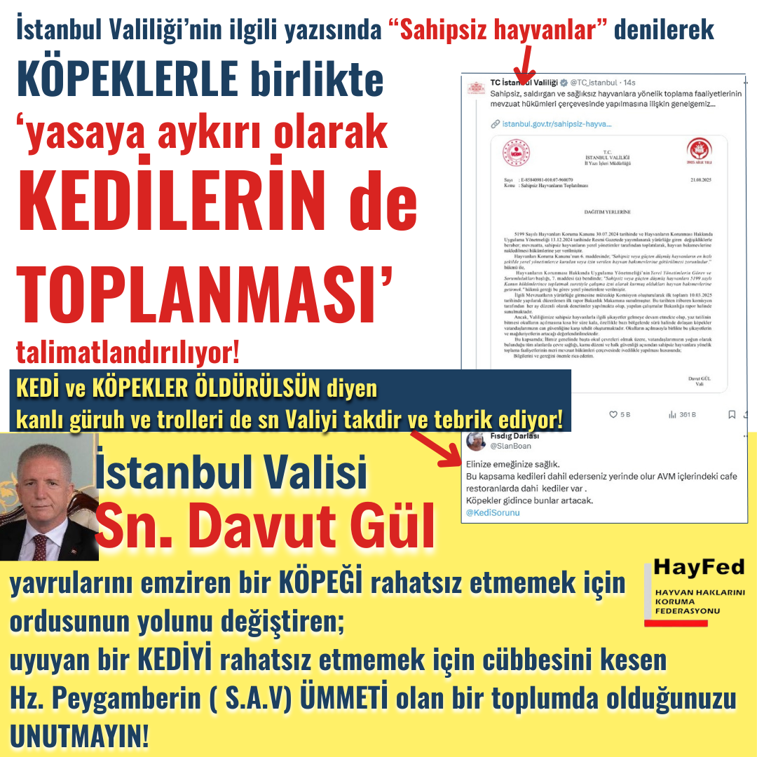 İstanbul Valiliği’nin ilgili yazısında “Sahipsiz hayvanlar” denilerek KÖPEKLERLE birlikte “yasada olmadığı halde KEDİLERİN de TOPLANMASI” talimatlandırılıyor!