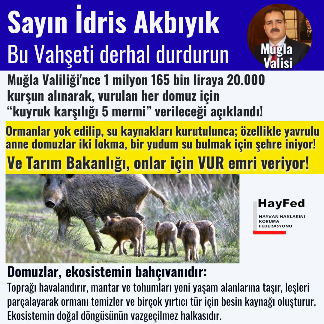 Muğla Valiliği'nce 1 milyon 165 bin liraya 20.000 kurşun alınarak, vurulan her domuz için “kuyruk karşılığı 5 mermi” verileceği açıklandı!