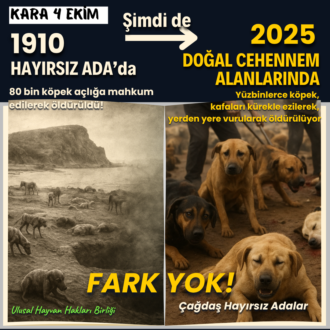 Tarih tekerrür ediyor.. 1910'da binlerce köpeğin açlığa mahkum edilerek öldürüldüğü Hayırsız Ada trajedisi ile bugün “Doğal Yaşam Alanı” adı altında kurulan CEHENNEM ALANLARINDA yapılanlar arasında hiçbir fark yok!