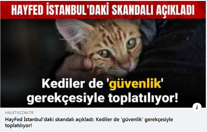 İstanbul Valiliği talimat yazısıyla kediler de 'güvenlik' gerekçesiyle toplatılıyor