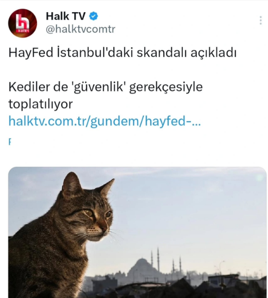 SIRA KEDİLERE GELDİ!
