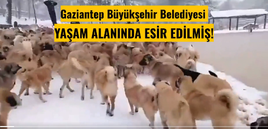 Fatma Şahin'in bizzat yayınladığı Gaziantep Büyükşehir Belediyesi’nin YAŞAM ALANINA esir edilmiş, KAR ALTINDAKİ 1000 lerce köpeğe elinizi vicdanınıza koyarak bakınız. Video