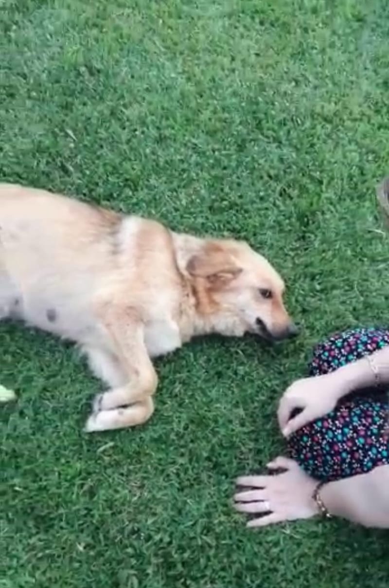 1-Silivri Belediye Veterinerliği Uygulamaları ve Barınakta YOK EDİLEN hayvanlara yönelik İçişleri Bakanlığı Mülkiye Müfettişlerince soruşturma/ inceleme başlatılmasının sağlanması talebi.