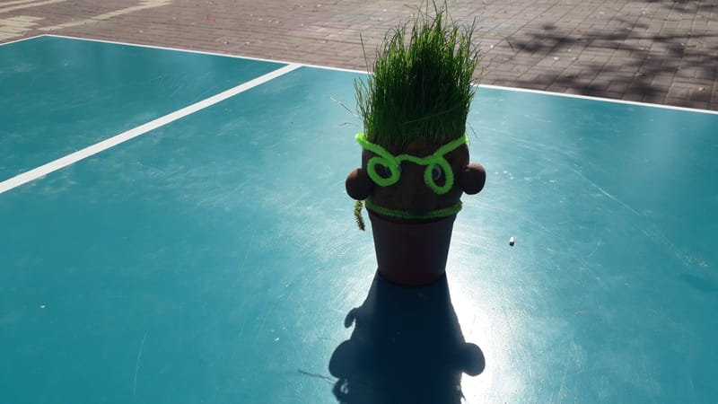 הכנת ראש דשא ושתילת שתילים