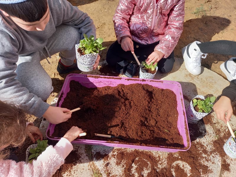 הכנת ראש דשא ושתילת שתילים