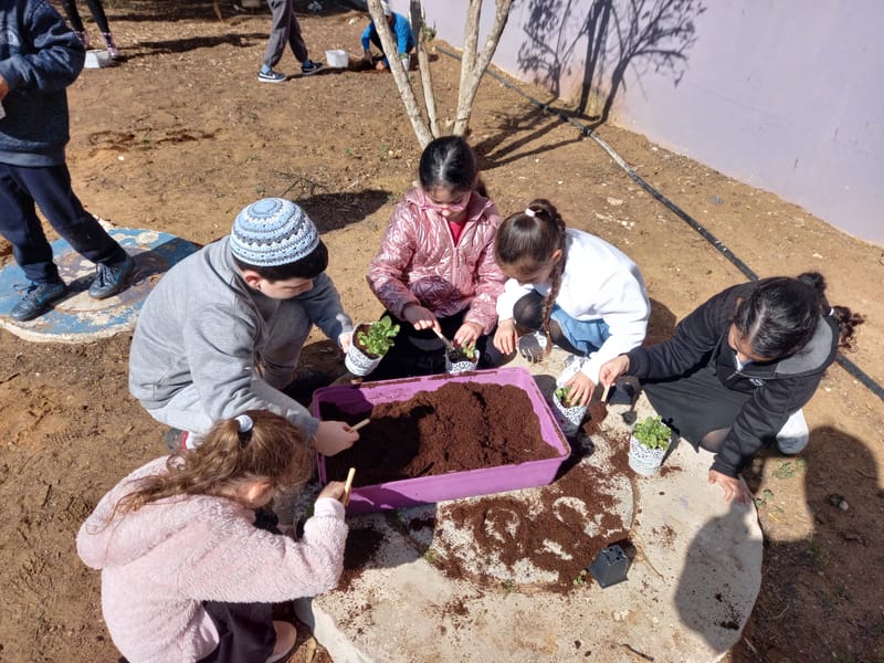 הכנת ראש דשא ושתילת שתילים
