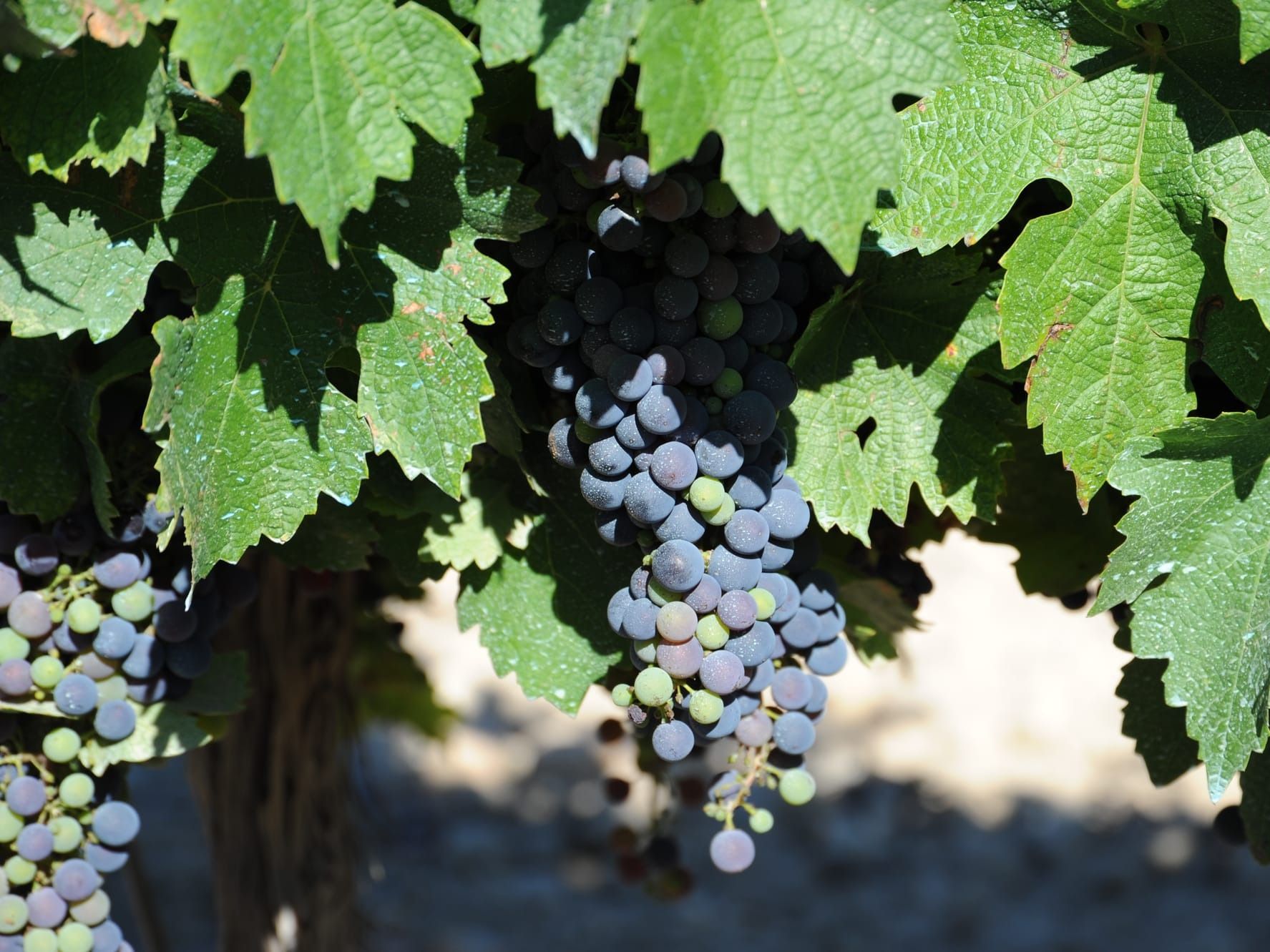 Neuer Riese am tschechischen Weinmarkt: ZWG.WINE übernimmt Znovín Znojmo