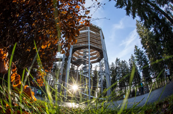 Südböhmen: Frühling in den Baumkronen