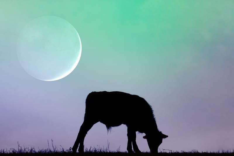 Taurus New Moon - Comfort vs. Stability