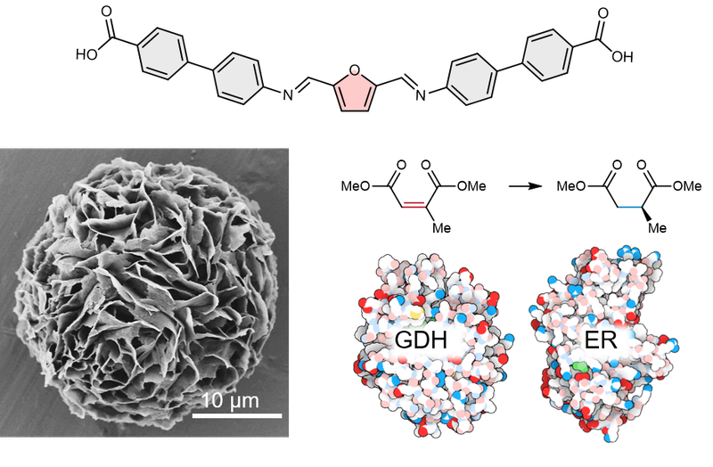 2024: Immobilization of Coupled Enzymes onto Metalated Hierarchical Organic Microspheres