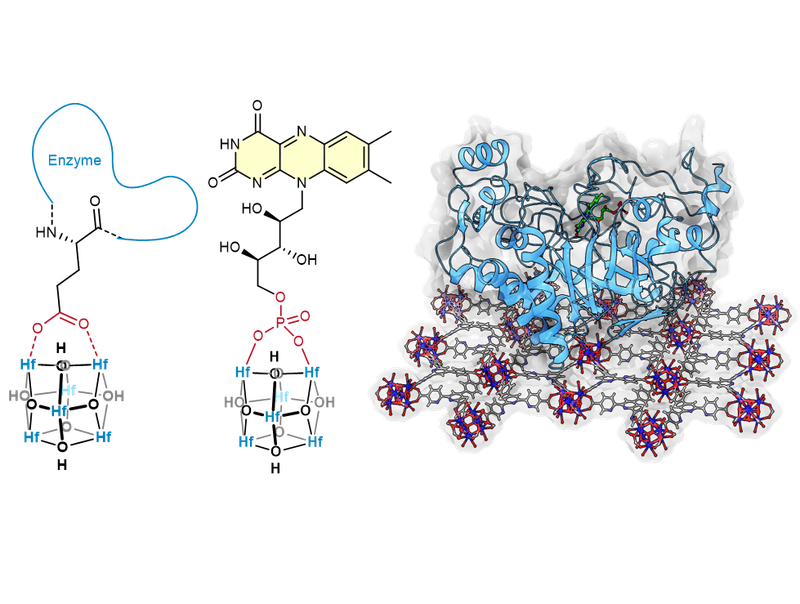 2024: Chemoenzymatic Catalysts Immobilized on Metal-Organic Layers for the Asymmetric Reduction of Unreactive Stereoisomers of Alkenes