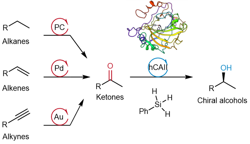 2024: Chemoenzymatic Sequential Catalysis with Carbonic Anhydrase for the Synthesis of Chiral Alcohols from Alkanes, Alkenes and Alkynes