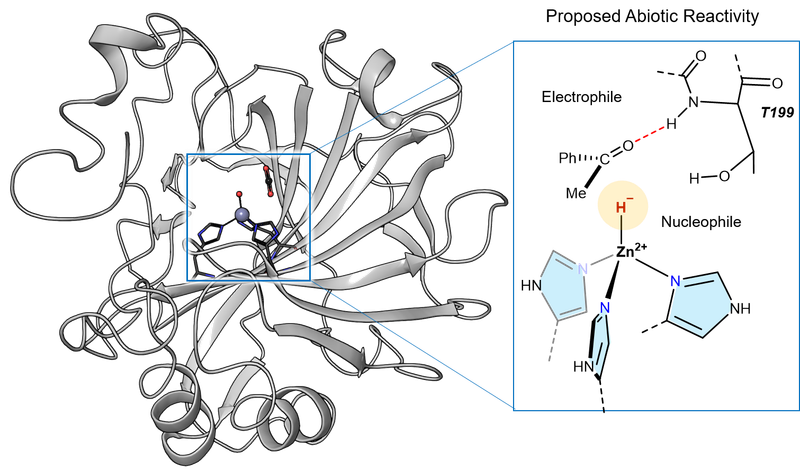 2021: Abiotic reduction of ketones with silanes catalysed by carbonic anhydrase through an enzymatic zinc hydride