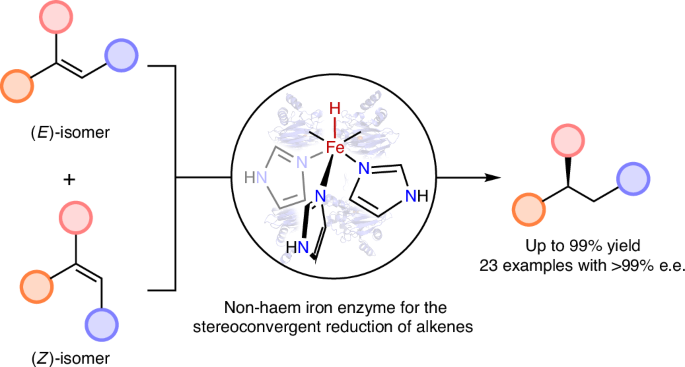2025: Stereoconvergent reduction of alkenes using a repurposed iron-based dioxygenase
