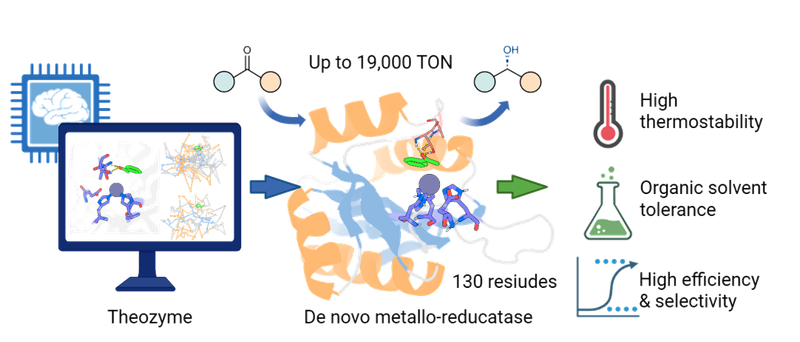 2026: De Novo Design of Miniature and Efficient Metallo-Ketoreductases