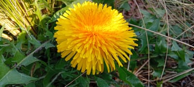 Le pissenlit